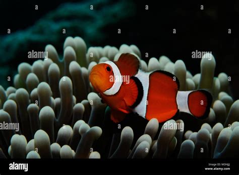 Westlicher Clownfisch Amphiprion Ocellaris Clownfische False Percula