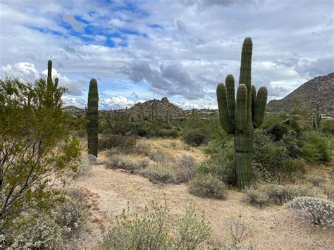 Beaux paysages de différents cactus et fleurs sauvages dans le désert