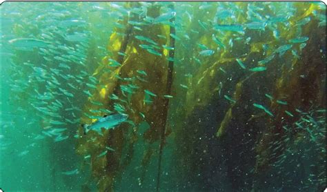 Salmon Forage Fish And Kelp Shaffer 2019 Frontiers In Ecology