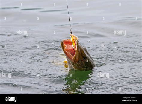 Hooked Northern Pike Esox Lucius In Lake Caught With Lure On A