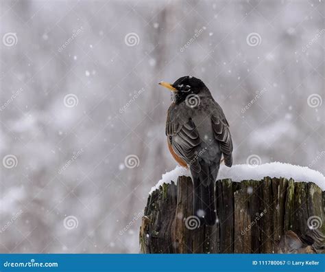 American Robin in a Late Snow Stock Image - Image of small, wildlife: 111780067