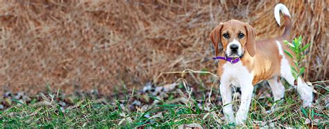 American Foxhound | Dog Breed Facts and Information - Wag! Dog Walking