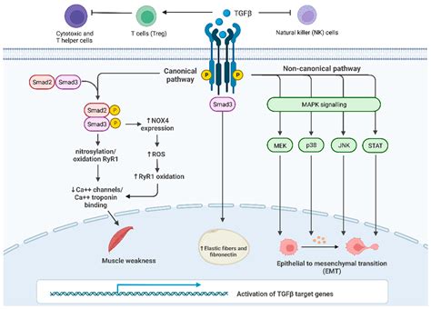 Transforming Growth Factor Beta Signaling Activation In Cancer Induced