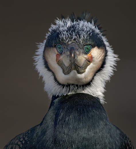 Kormoran (Forum für Naturfotografen)