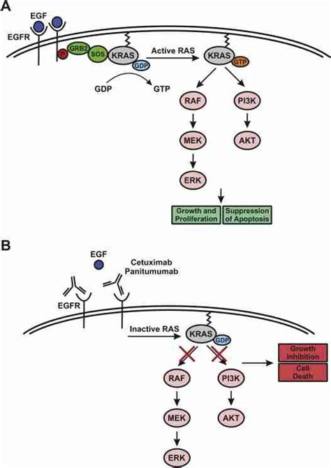 Egfr Induced And Kras Mediated Signaling Pathways A Activation Of Download Scientific