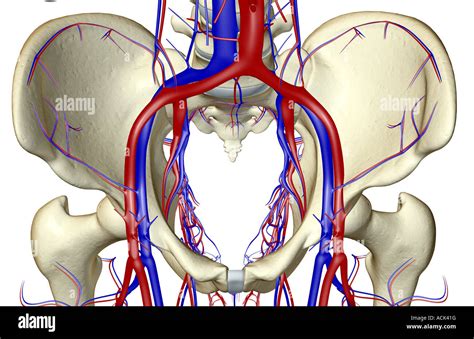 Blood Vessels Pelvis High Resolution Stock Photography And Images Alamy