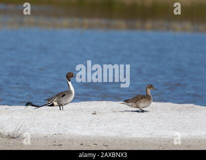 Northern Pintail Drake And Hen Anas Acuta Swim Through A Shallow