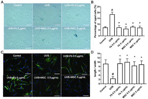 Effects Of Evs On Sa Gal Staining And Morphology Of Human Skin