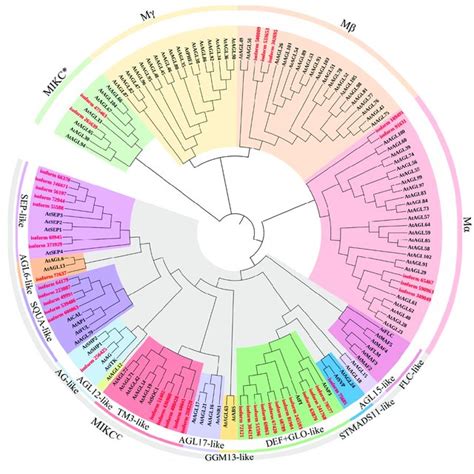 Phylogenetic Analysis Of Mads Box Proteins Red And Black Denote