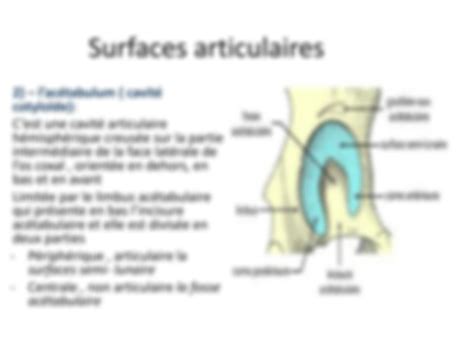 Solution Articulation De La Hanche Coxo F Moral Arthrologie Anatomie