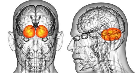 Trastorno Bipolar Mitos Sobre Un Padecimiento Incomprendido