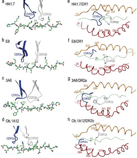 Pdf Tcr Recognition Of Peptide Mhc Class Ii Complexes And