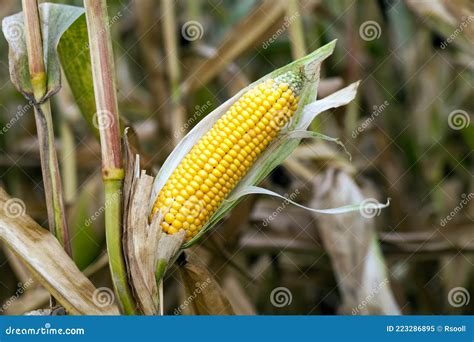 Maisfeld Stockbild Bild Von Gesund Korn Saatgut Frech 223286895