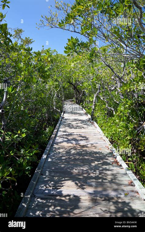 Boardwalk through the mangroves at John Pennekamp State Park, Key Largo ...