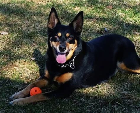 Australian Kelpie Dog Breed Information And Pictures