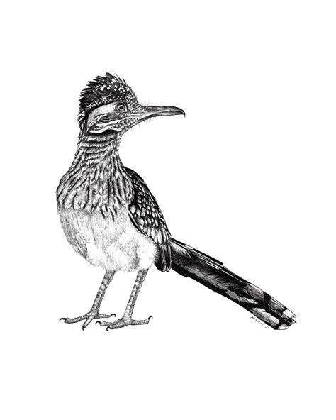 Greater Roadrunner Pen And Ink Handmade Drawing Giclee Etsy España