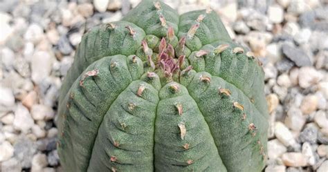 Euphorbia Obesa Hybrid The Unbeatable Cactus For Your Home I M