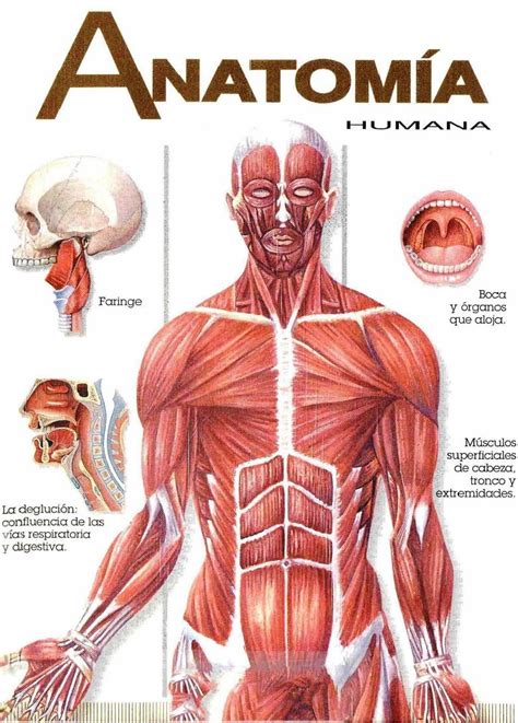 Qu Es La Anatom A Humana Seres Pensantes