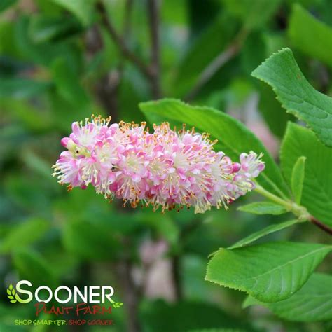 Ruby Spice Summersweet Sooner Plant Farm