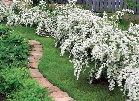 Bridal Wreath Spirea S Vanhouttei — Lawns Gardens And Trees Bridal