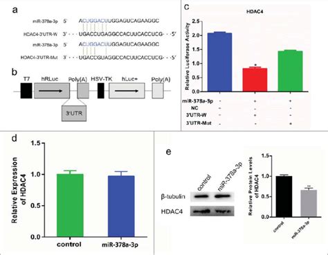 Mir 378a 3p Directly Targets Hdac4 Gene A Sequence Of Mir 378a 3p