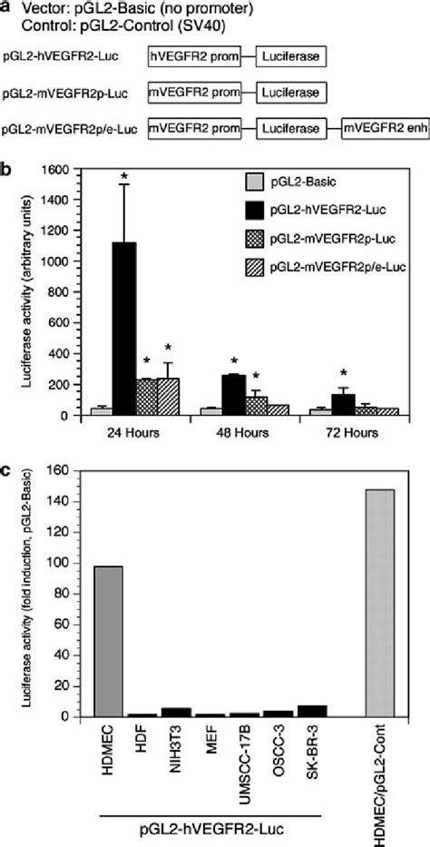 Human Vegfr2 Promoter Mediates Preferential Reporter Gene Expression In Download Scientific