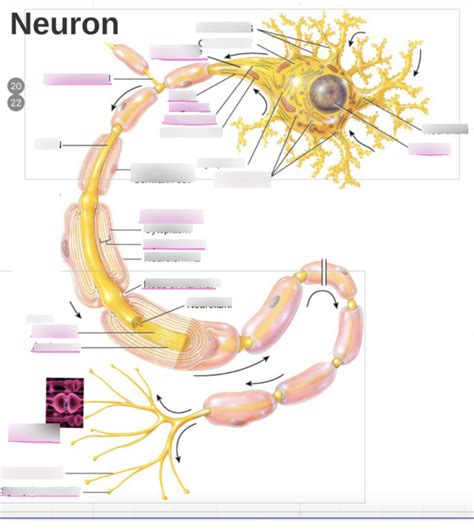 neuron Diagram | Quizlet