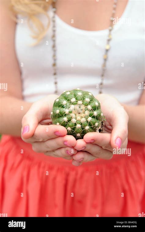 Womans Hands Holding Cactus Stock Photo Alamy