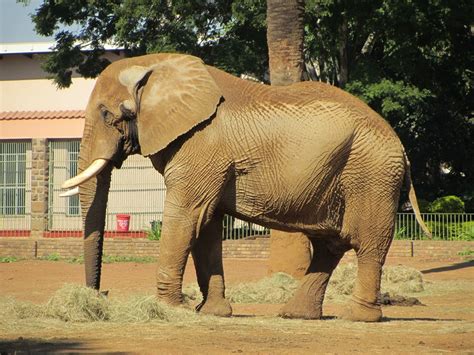 African Bush Elephant Bull Zoochat