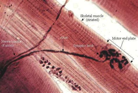 On the sarcolemma of a.. – Introduction To The Muscular System