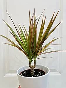 Cloud Farm Air Purifying Red Edged Dracaena Marginata Red Princess