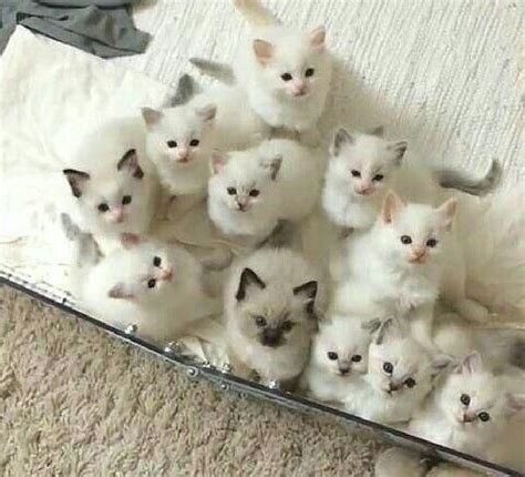 Lots Of Cats