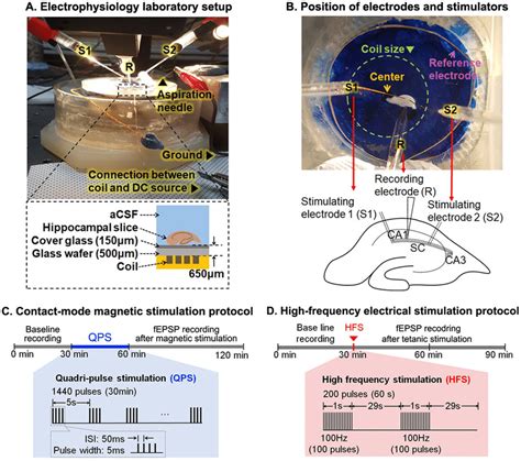 Electrophysiological Recording Setup And Experimental Protocols A