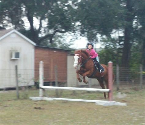 Cowgirl Jumping Cowgirl All Pictures Horses