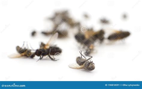 Muchas Moscas Muertas Aisladas Imagen De Archivo Imagen De Bicho
