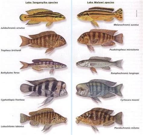 Malawi Cichlids | Breeding Parrot Cichlids | Face Of Malawi