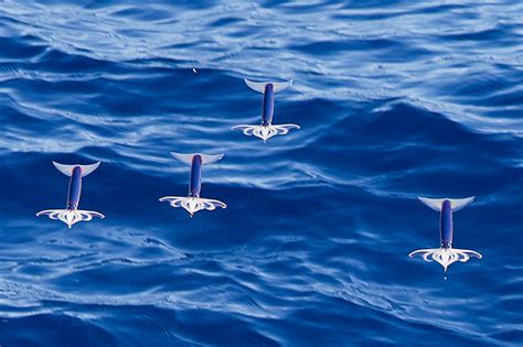 Gliding Flying Squid by Tetsuya Okano - Photo 27493597 / 500px