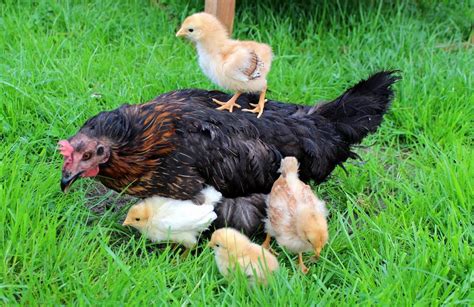 Absolute Best Chicken Breeds For The Homestead And Maybe Not