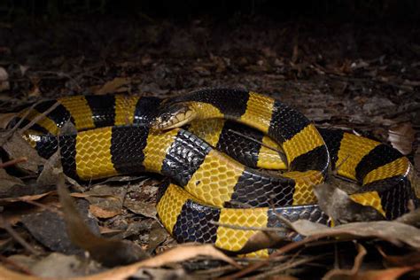 Black and Yellow Snake - Identification and Information