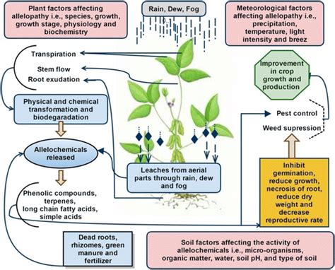 Overall Processes Of Allelopathy And Factors Affecting Allelopathy