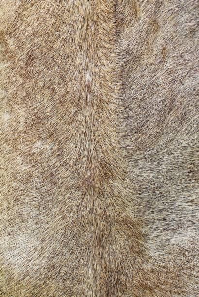 Best Lion Skin Texture Stock Photos Pictures And Royalty Free Images