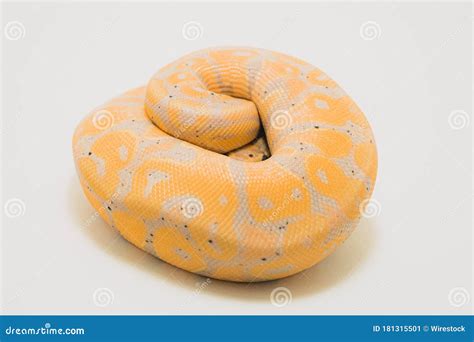 Closeup Shot of a Banana Ball Python Isolated on a White Background ...