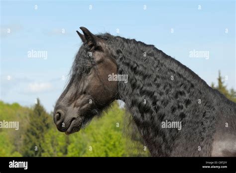 Friesian horse mane hi-res stock photography and images - Alamy