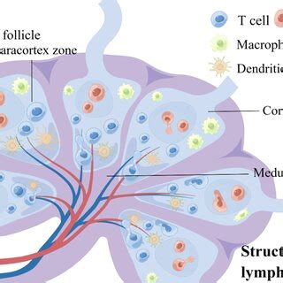 The structure of lymph nodes. (by figdraw)
