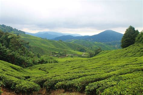 Life Of Libby Travel And Lifestyle Visiting The Cameron Highlands