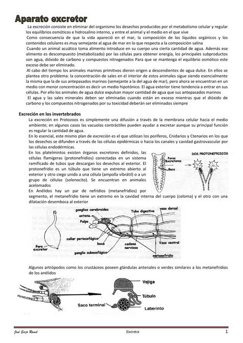 Pdf Excreci N En Los Invertebrados Tirsoferrol Org Jos Seijo