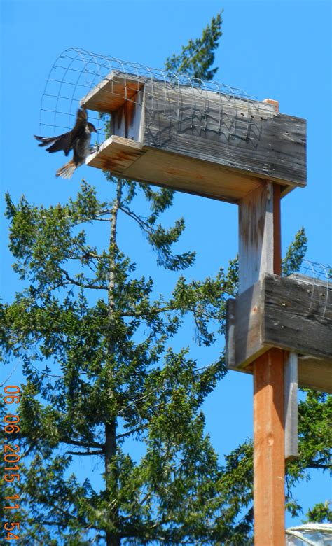 Purple Martins nesting at Pearson College Docks in Pedder Bay ...