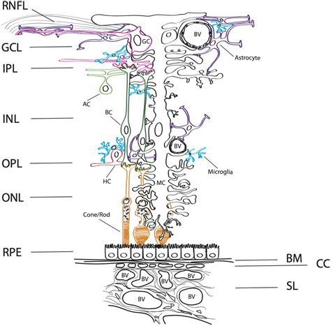 Frontiers Purinergic Signaling Via P X Receptors And Mechanisms Of