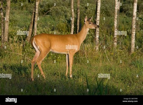 Mature Sorghum Hi Res Stock Photography And Images Alamy