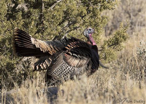 merriam’s wild turkey – Feathered Photography